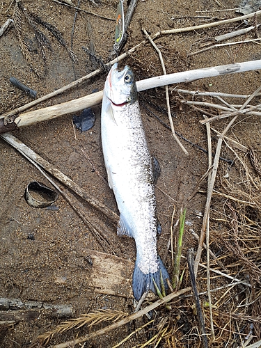 レインボートラウトの釣果