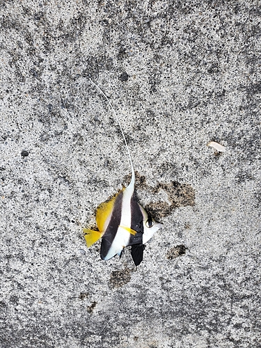 チョウチョウウオの釣果