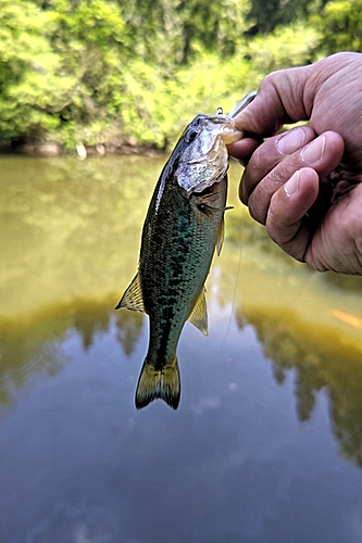 ラージマウスバスの釣果