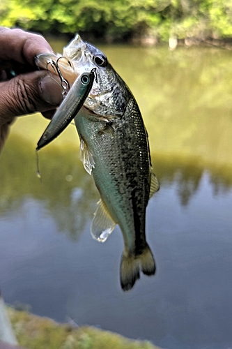 ラージマウスバスの釣果