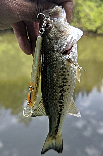 ラージマウスバスの釣果