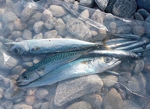 サバの釣果