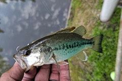 ラージマウスバスの釣果