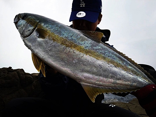 ヒラマサの釣果