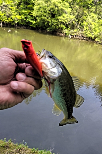 ラージマウスバスの釣果