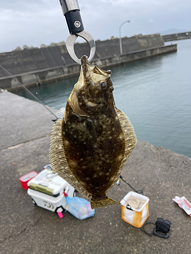 ヒラメの釣果