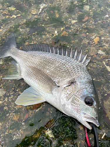 キビレの釣果