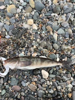 ホッケの釣果