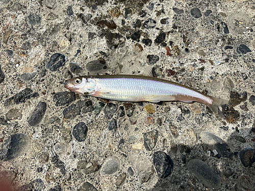 チカの釣果