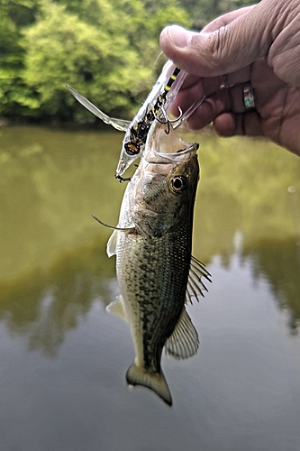 ラージマウスバスの釣果