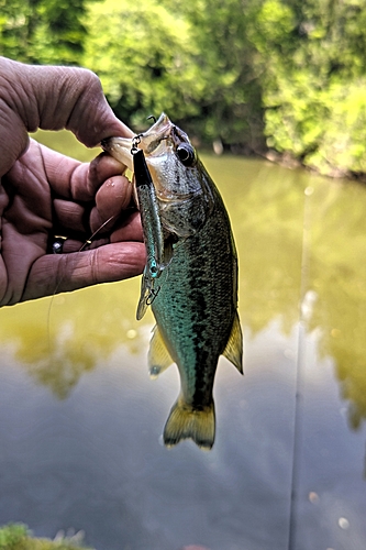 ラージマウスバスの釣果