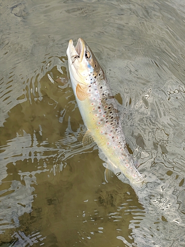 ブラウントラウトの釣果