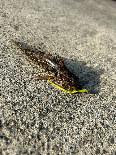 アナハゼの釣果