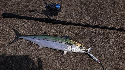 サゴシの釣果