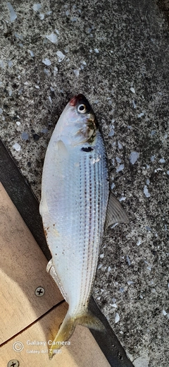 コノシロの釣果