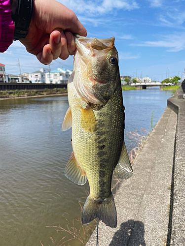 ラージマウスバスの釣果