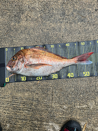 タイの釣果