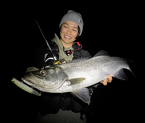 ヒラスズキの釣果