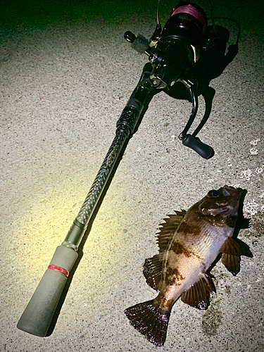 シロメバルの釣果