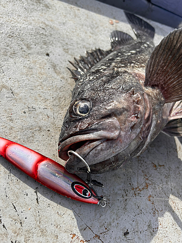 クロソイの釣果