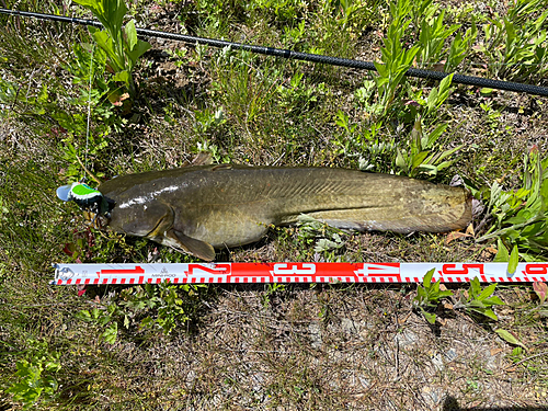 ナマズの釣果