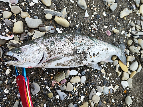 サクラマスの釣果