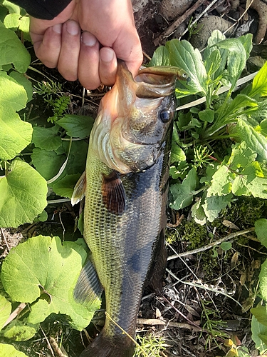 ブラックバスの釣果