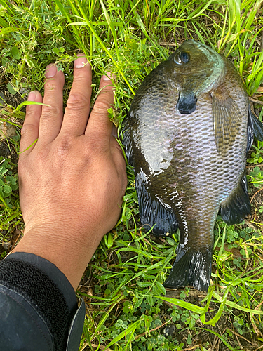 ブルーギルの釣果