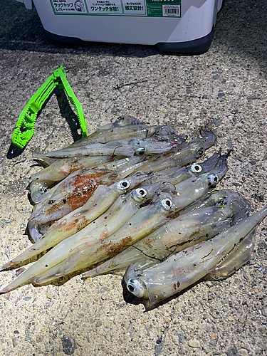 ヤリイカの釣果