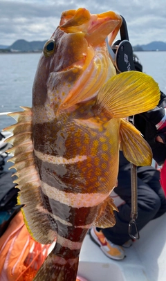 アオハタの釣果