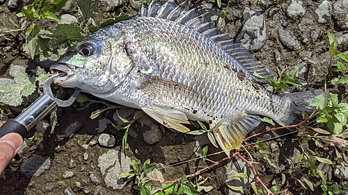 キビレの釣果