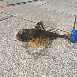 浦の星女学院釣り部の釣果