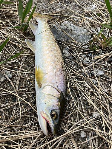 アメマスの釣果