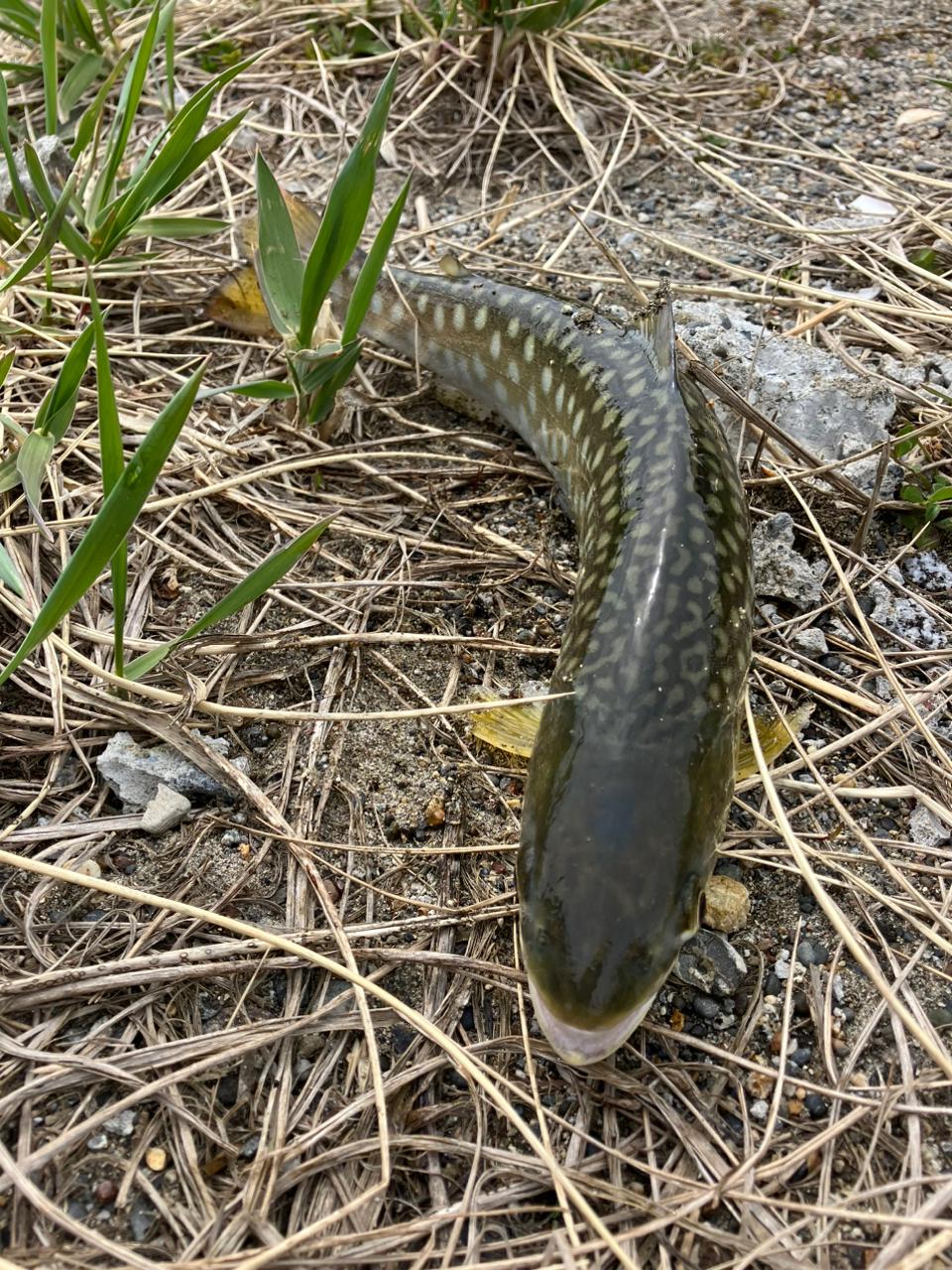 アメマス