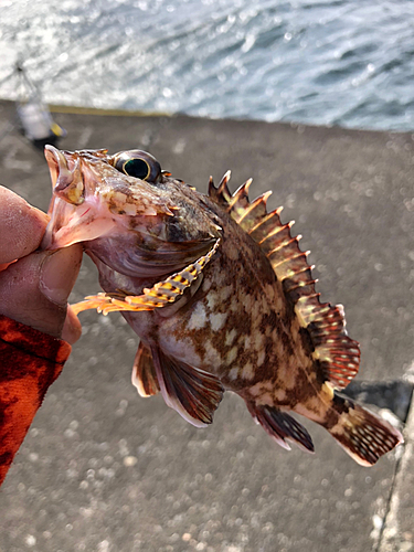 カサゴの釣果