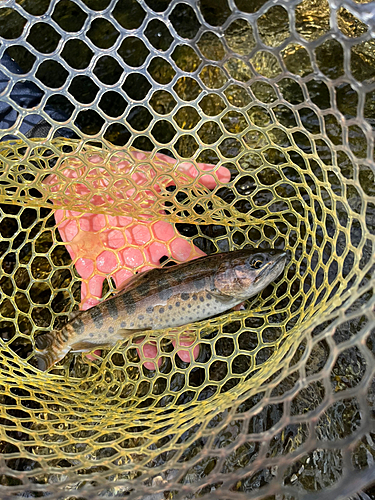 ヤマメの釣果