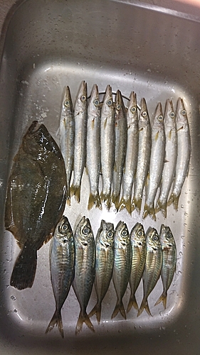 アジの釣果