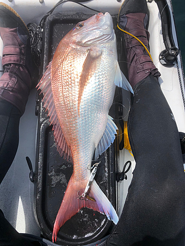 マダイの釣果