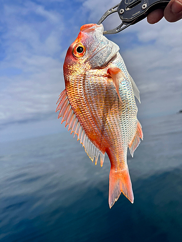 キダイの釣果