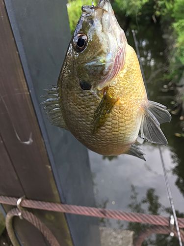 ブルーギルの釣果