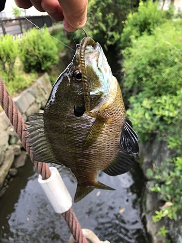 ブルーギルの釣果