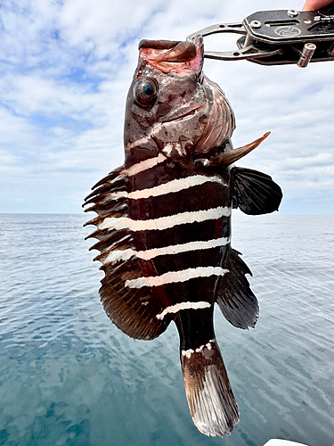 マハタの釣果