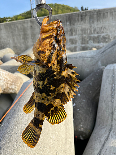 オウゴンムラソイの釣果