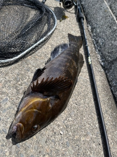 アイナメの釣果