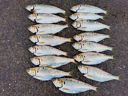 コノシロの釣果