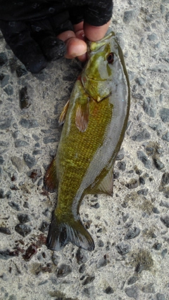 スモールマウスバスの釣果