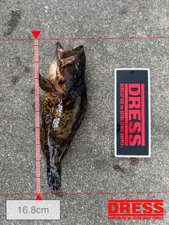 タケノコメバルの釣果