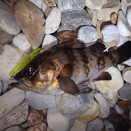 メバルの釣果