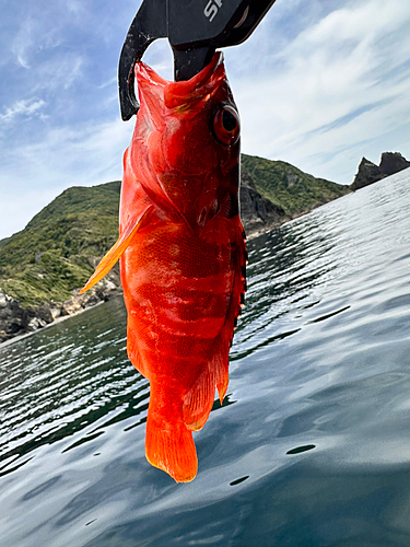 アカハタの釣果