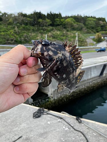 オウゴンムラソイの釣果